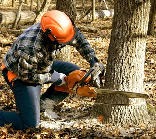 Tree Removal in Brewster, WA